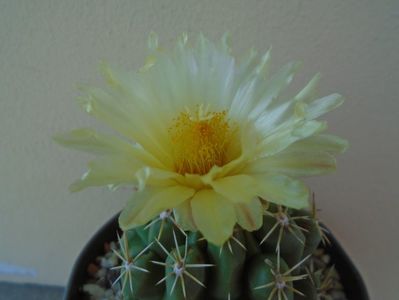 Thelocactus leucacanthus