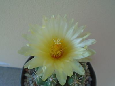 Thelocactus leucacanthus