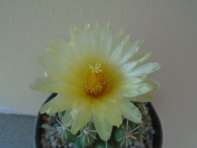 Thelocactus leucacanthus