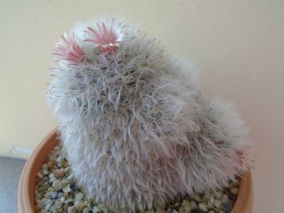 Mammillaria bocasana cv. multilanata