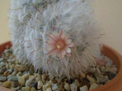 Mammillaria bocasana cv. multilanata