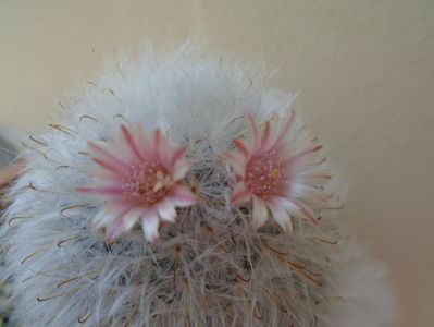 Mammillaria bocasana cv. multilanata