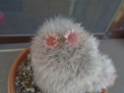 Mammillaria bocasana cv. multilanata