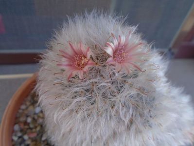 Mammillaria bocasana cv. multilanata