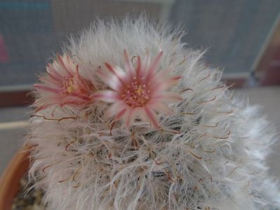 Mammillaria bocasana cv. multilanata