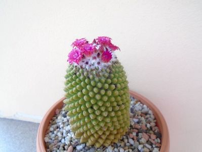 Mammillaria polythele cv. Stachellos