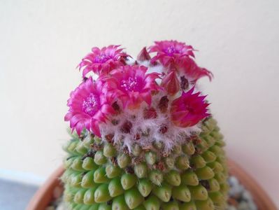 Mammillaria polythele cv. Stachellos