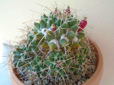 Mammillaria compressa