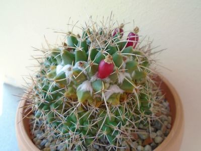 Mammillaria compressa