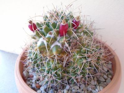 Mammillaria compressa