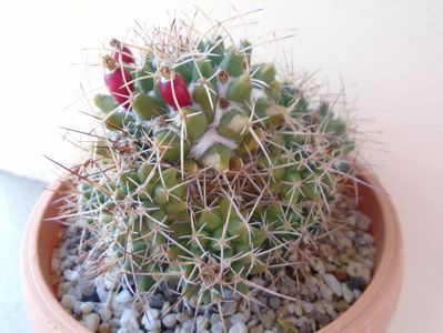 Mammillaria compressa