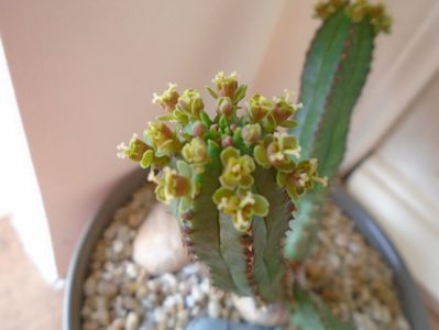 Euphorbia tubiglans