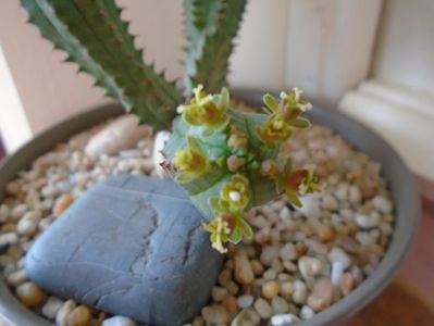 Euphorbia tubiglans