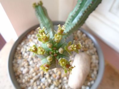 Euphorbia tubiglans