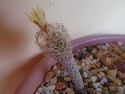 Turbinicarpus krainzianus v. minimus