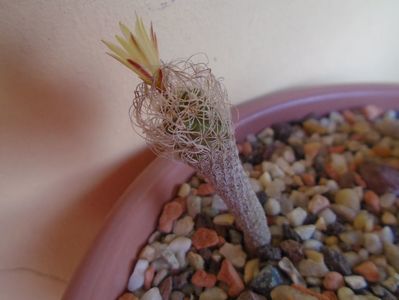 Turbinicarpus krainzianus v. minimus