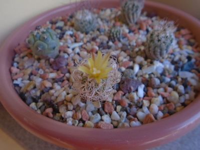 Turbinicarpus krainzianus v. minimus