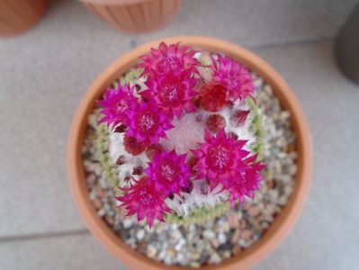 Mammillaria polythele cv. Stachellos