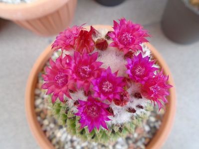 Mammillaria polythele cv. Stachellos