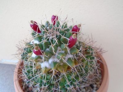 Mammillaria compressa