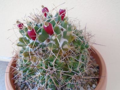 Mammillaria compressa