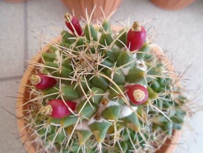 Mammillaria compressa