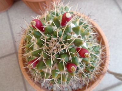 Mammillaria compressa