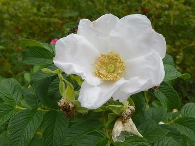 rosa rugosa Alba