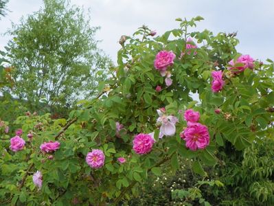 Autumn Damask