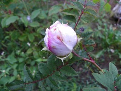 rosa roxburghii Plena