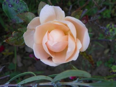 Ambridge Rose