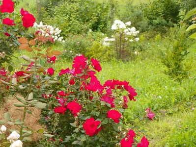 Zeelandia, hydrangea pan. Phantom