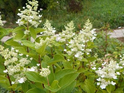 hydrangea pan. Mega Mindy