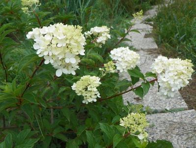 hydrangea pan. Vanille Fraise