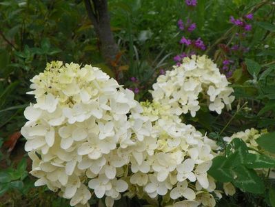 hydrangea pan. Silver Dollar