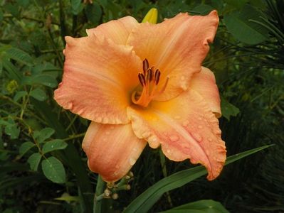 hemerocallis Senegal