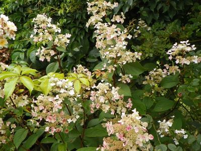 hydrangea pan. Wim's Red