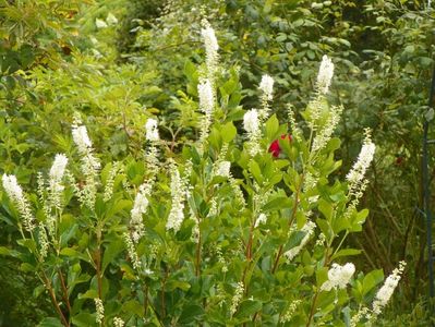 clethra alnifolia