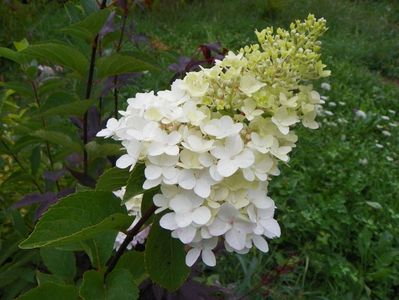 hydrangea pan. Fraise Melba