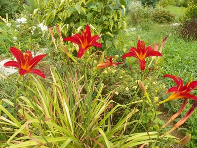 hemerocallis Crimson Pirate