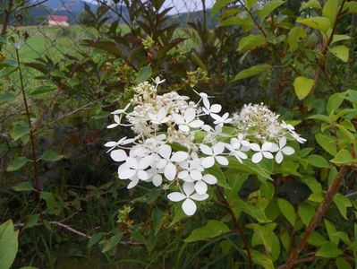 hydrangea pan. Limelight