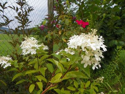 hydrangea pan. Limelight