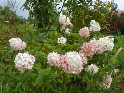 hydrangea pan. Polar Bear