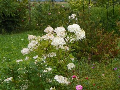 hydrangea pan. Phantom