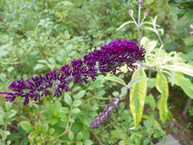 buddleja Santana