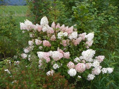 hydrangea pan. Sundae Fraise