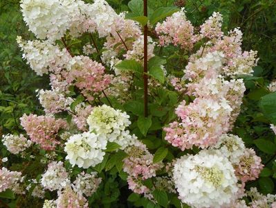 hydrangea pan. Sundae Fraise