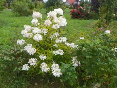 hydrangea pan. Phantom