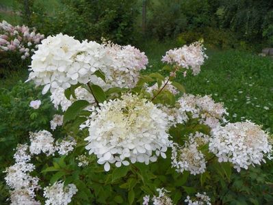 hydrangea pan. Phantom