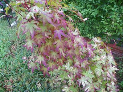 acer palm. Asahi Zuru